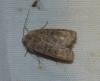 Hoplodrina octogenaria